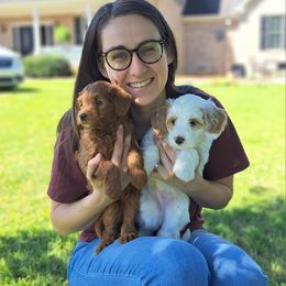 Goldendoodle and Poodle Puppies from Gorgeous Goldendoodles