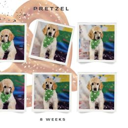 Pretzel - Cream female Poodle puppy in Mcbain, Michigan from Northern Creek