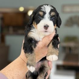 Timber - Tri-color female Bernedoodle puppy in Henry, Illinois from Rowe Farms Doodles