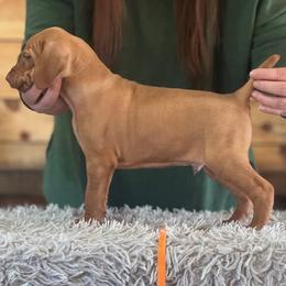 Vizsla Puppies from Waymaker Vizslas