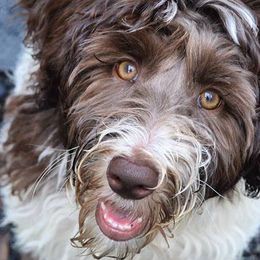 Australian Labradoodles, Bernedoodles, Double Doodles, Goldendoodles, and Poodles from Karlas Pet Rendezvous