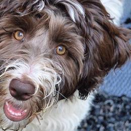 Australian Labradoodles, Bernedoodles, Double Doodles, Goldendoodles, and Poodles from Karlas Pet Rendezvous