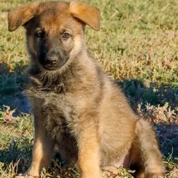 German Shepherd Puppies from Vom Haus Denfors K9