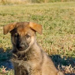 German Shepherd Puppies from Vom Haus Denfors K9