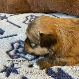 Robbie - Red sable male Havanese puppy in Hudson, New York from Havanese of Claverack and Hudson Valley Labradors