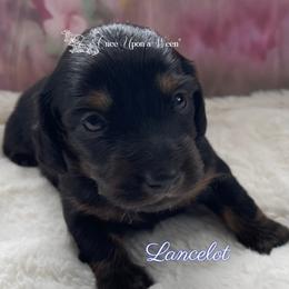 Lancelot of Camelot (AKC registered name) - Black and tan male Dachshund puppy in Scappoose, Oregon from Once Upon a Ween