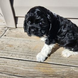 Cocker Spaniel Puppies from Spring Hollow Cocker Spaniels