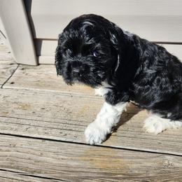 Cocker Spaniel Puppies from Spring Hollow Cocker Spaniels