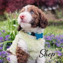 Shep - Brown male Whoodle puppy in Knoxville, Tennessee from Fleury Farm Doodles TN
