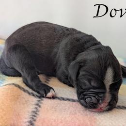Dove - Brindle female Boxer puppy in Mountain Home, Idaho from LJK Boxers & Toy Aussies