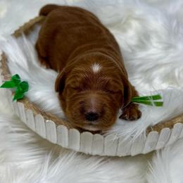 Green Female - Apricot female Goldendoodle puppy in Great Falls, Montana from Montana Goldendoodles