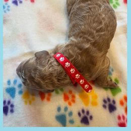 Goldendoodle Puppies from Quentin Brewer