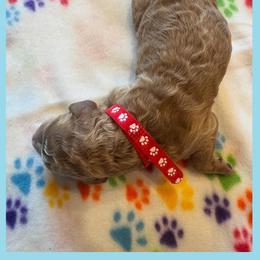 Goldendoodle Puppies from Quentin Brewer