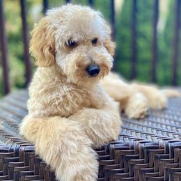 Cinnamon - Goldendoodle