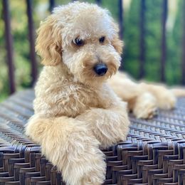 Cinnamon - Goldendoodle