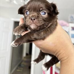 AKC Oscar - Chocolate male Chihuahua puppy in Smithville, Ohio from Efaw’s Chihuahuas