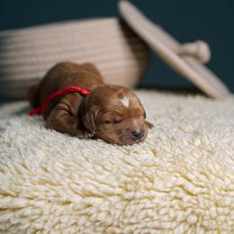 Rusty - Red  male Goldendoodle puppy in Duncan, South Carolina from Abner Creek Poodles & Doodles