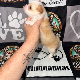 Frankie - Gold and white male Chihuahua puppy in Palmyra, Indiana from Country Star Chihuahuas