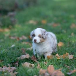 Australian Shepherd Puppies from McDonald Farm's Australian Shepherds