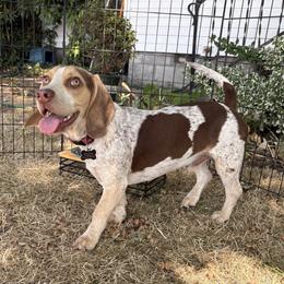 FRANKIE - Brown white and tan male Beagle puppy in Brownsville, Oregon from Beagles on the Run