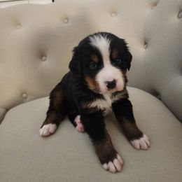 Montana - Tri-color Bernese Mountain Dog puppy in Las Vegas, Nevada from Rogarci Berners Ranch