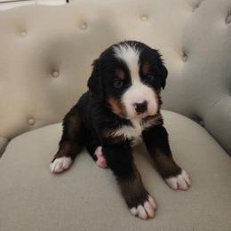 Montana - Tri-color Bernese Mountain Dog puppy in Las Vegas, Nevada from Rogarci Berners Ranch