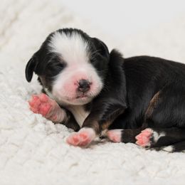 Sage - female Australian Mountain Doodle puppy in Cortez, Colorado from Sassy Pants Pups