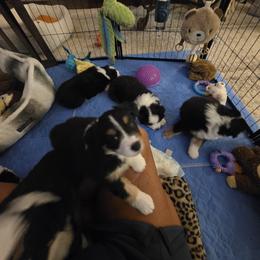 Miniature American Shepherd Puppies from All About Me Miniature American Shepherds