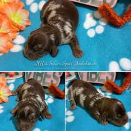 Dapple male - Dapple male Dachshund puppy in Pleasant Plains, Arkansas from JGBs Dachshunds