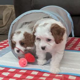 Cavapoo Puppies from Crystal Coast Cavapoodles