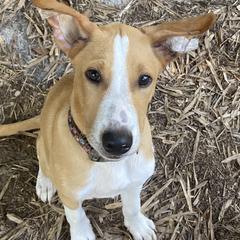 Odie - Red male Xoloitzcuintli puppy in Webster, Florida from Xcel's Xoloitzcuintli and Chinese Cresteds