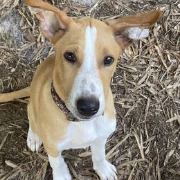 Odie - Red male Xoloitzcuintli puppy in Webster, Florida from Xcel's Xoloitzcuintli and Chinese Cresteds