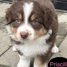 Priscilla - Red tri-color female Australian Shepherd puppy in Sedro Woolley, Washington from CTR Farmstead