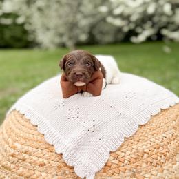 Rolo - Parti male Goldendoodle puppy in Ooltewah, Tennessee from Allison Family Doodles