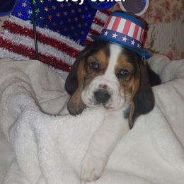 General Sherman - Black brown and white male Basset Hound puppy in Lexington, Kentucky from Hound Ridge Meadows