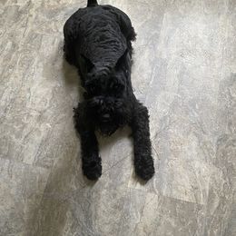 Lacey - Miniature Schnauzer