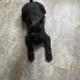 Lacey - Miniature Schnauzer