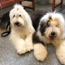 Old English Sheepdogs from Angela Biber's Old English Sheepdogs