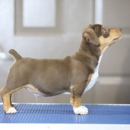 Brown Sugar - Chocolate and white male Teddy Roosevelt Terrier puppy in Newark, Illinois from Big Grove Farms