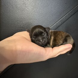 Mojo - Brindle male Shih Tzu puppy in Rockmart, Georgia from Sonya Garrett
