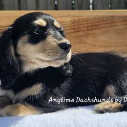 Noel 2175 - Black and cream female Dachshund puppy in Ben Wheeler, Texas from Anytime Dachshunds by D.B.