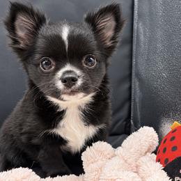 Blake - Black and white male Chihuahua puppy in Summerfield, Florida from Impeccable Chihuahuas- Boutique & Ethical Breeder for the educated & discriminating ONLY.  My Impeccable owners have standards.