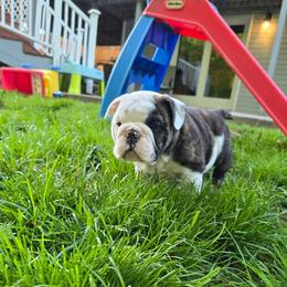 Hades - Red brindle and white male Bulldog puppy in Strongsville, Ohio from Magnifique Bulldogs
