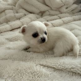 Chihuahua Puppies from Dreamy Divine Chihuahuas