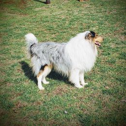 Bobo - Collie