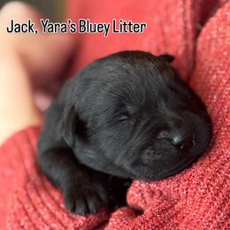 Jack - Black male Labrador Retriever puppy in Owosso, Michigan from Bennington Retrievers