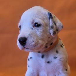 Orange Girl (Black) - White and black female Dalmatian puppy in Spring Branch, Texas from D'vine Dalmatians
