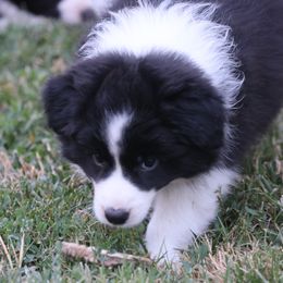 Border Collie Puppies from Rigel Border Collies