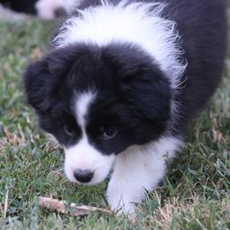 Border Collie Puppies from Rigel Border Collies