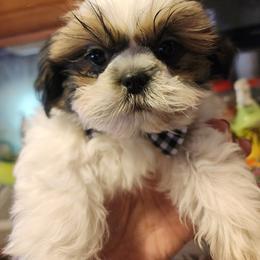 Shih Tzu Puppies from Grandma Ts Precious Puppies